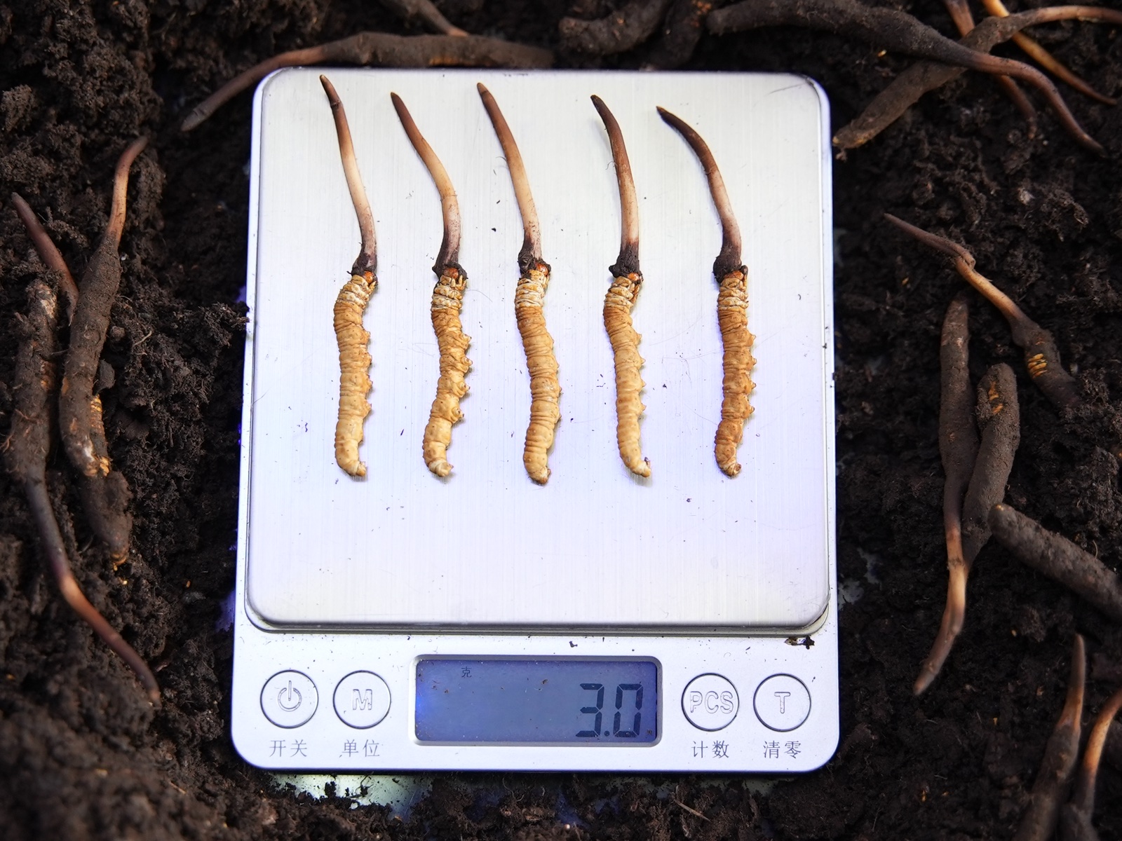 那曲冬虫夏草称重规格实拍