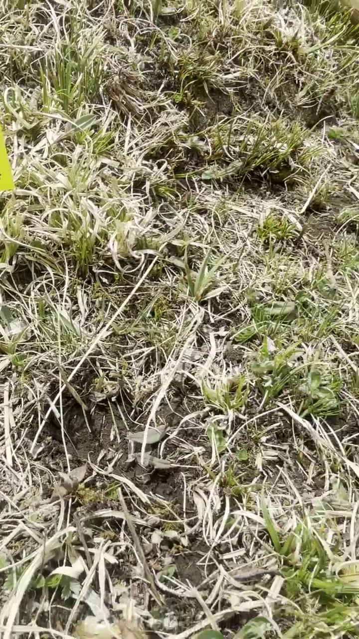 发现一根虫草