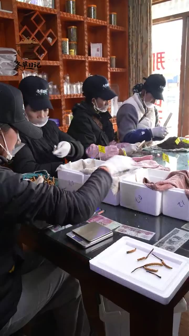 冬草日记分草记录