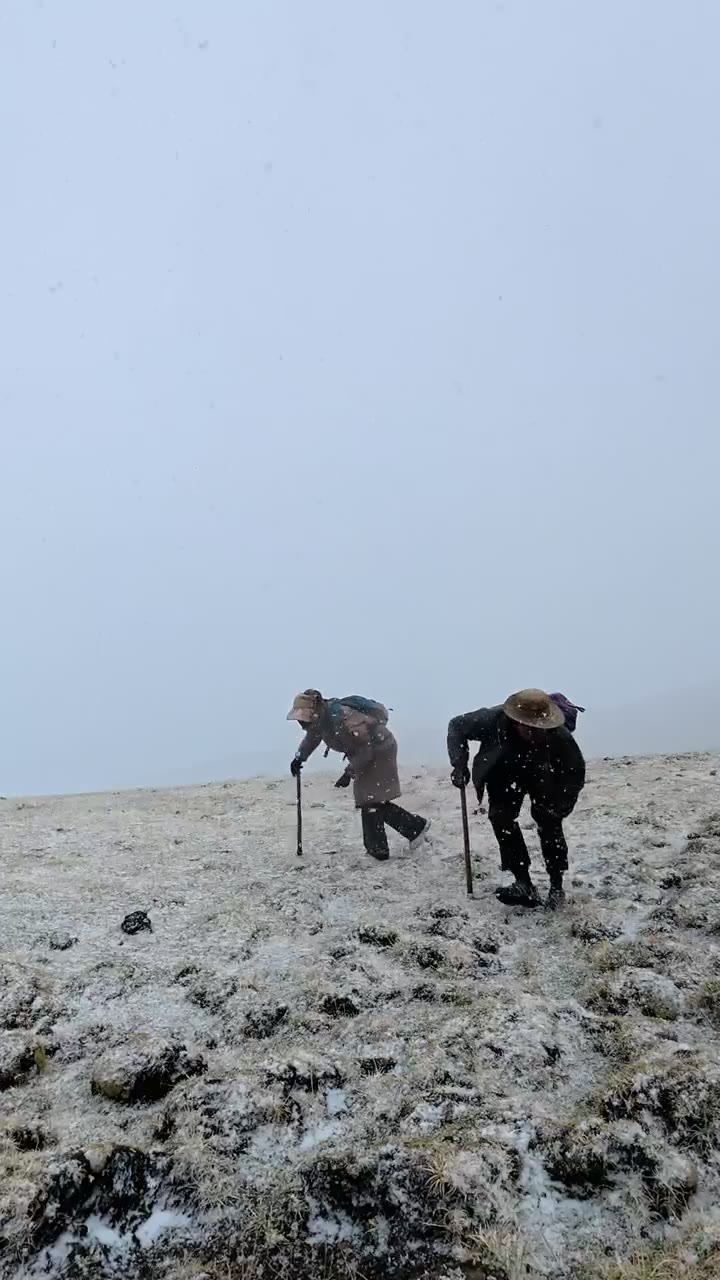 尼吉虫草山采挖细节